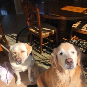 Meet your Posher, Riley